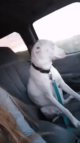 Я не сплю, не сплю!