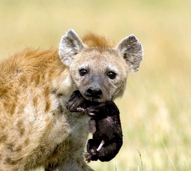 Cute Hyenas are a family of carnivorous mammals of the feline suborder - cat, Hyena, Longpost, The photo