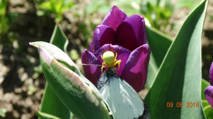 Unusual pouch. - My, Spider, Tulips, Macro, Insects, Macro photography