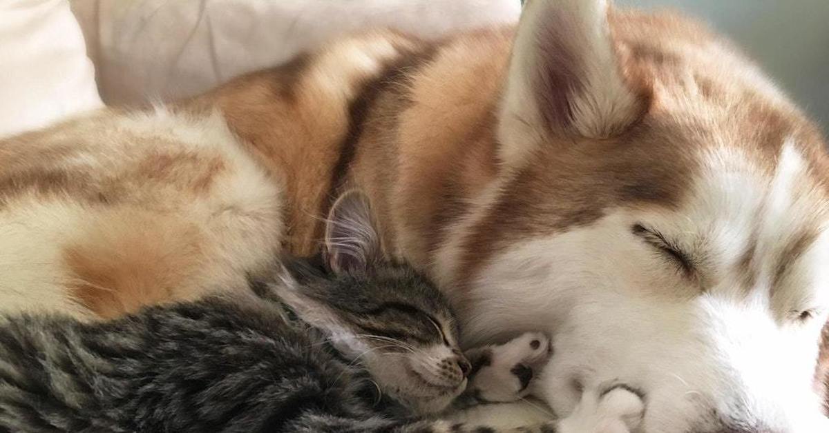 Собаки вместе спят. Спящие животные. Спящие щенки и котята. Животные спят вместе. Кошка и собака спят вместе.