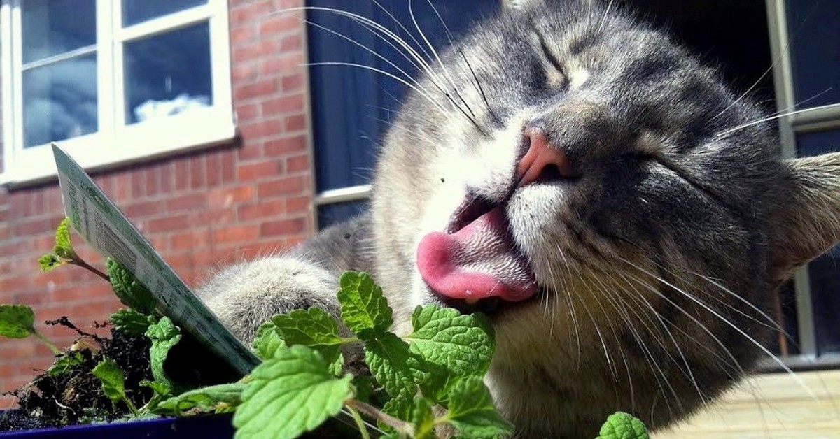 А мы пахнем кошачьей мятой и листвой. Котовник кошачий. Трава котовник кошачий. Кошачья мята. Кот нюхает мяту.