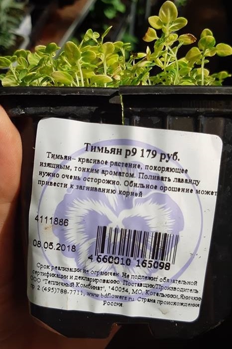 No more thyme - My, Thyme, Lavender, Price tag