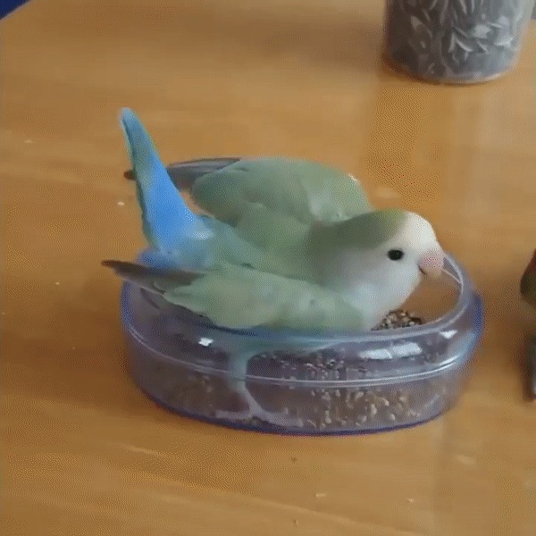    ,   - 