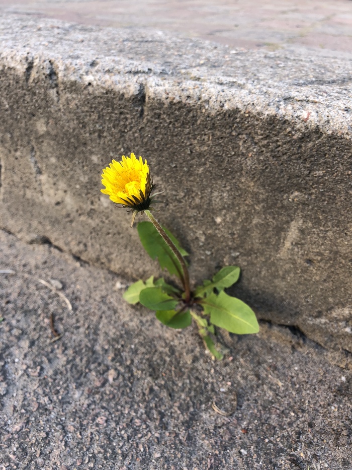 Broke through the asphalt - My, The photo, Flowers, A life, Spring, Photo on sneaker