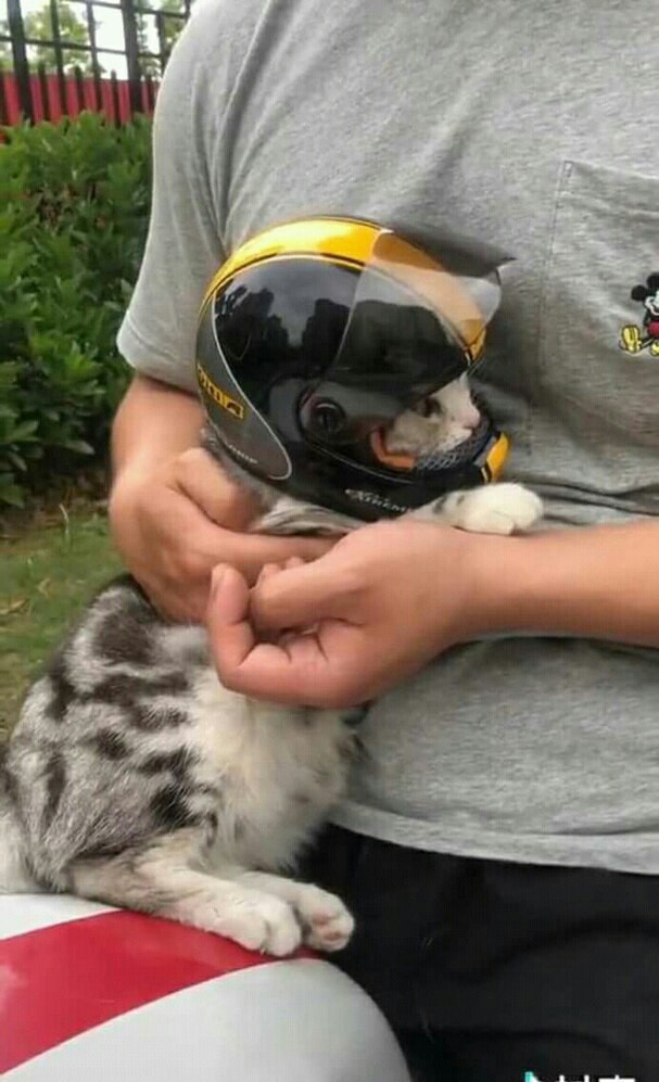 Safety comes first. - cat, Safety, Helmet, Longpost