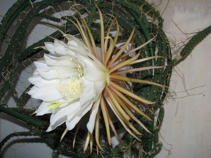 Selenicereus grandiflorus bloomed this night - My, Cactus, Bloom, , Queen of the Night