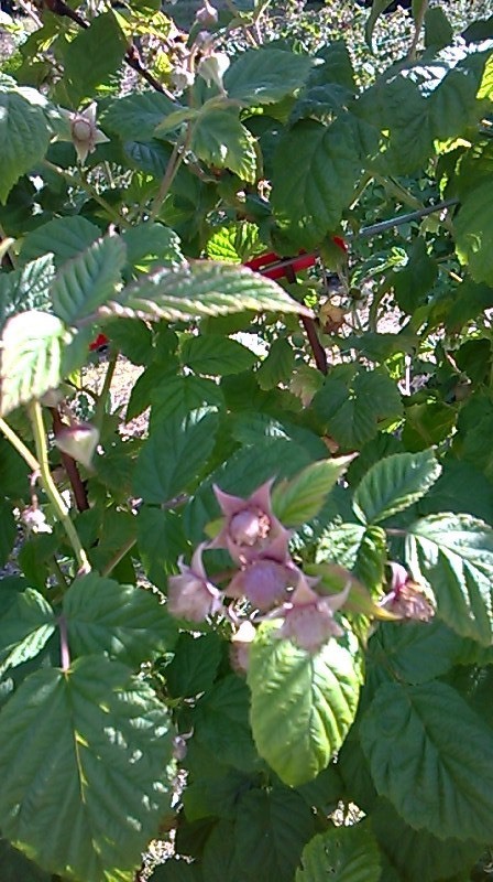 Raspberry News - My, Raspberries, Garden, Serbia, Malinnik, Longpost