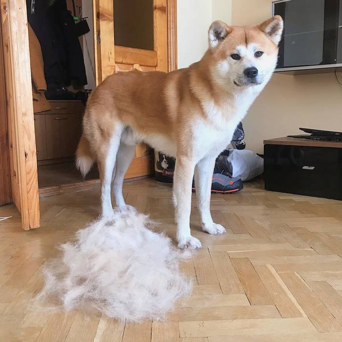 Shedding in dogs - My, Dog, Akita inu, , Hachiko, Milota, Cutie, Wool, Molting