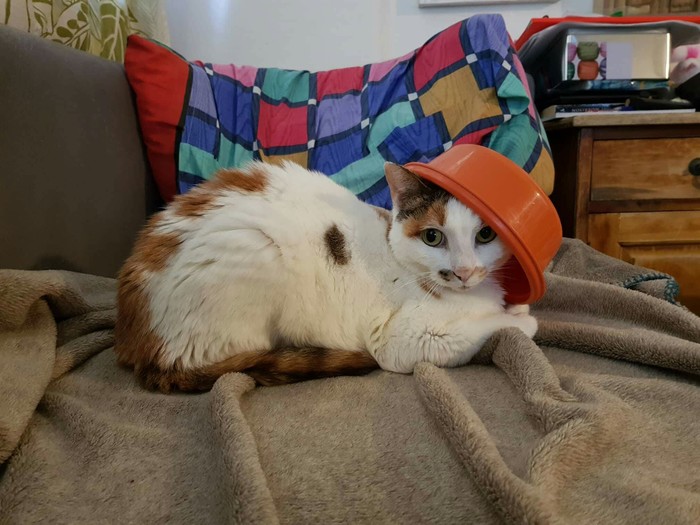 lady in a hat - My, Tricolor cat, Basins, Hat, cat, Gracefulness, Catomafia