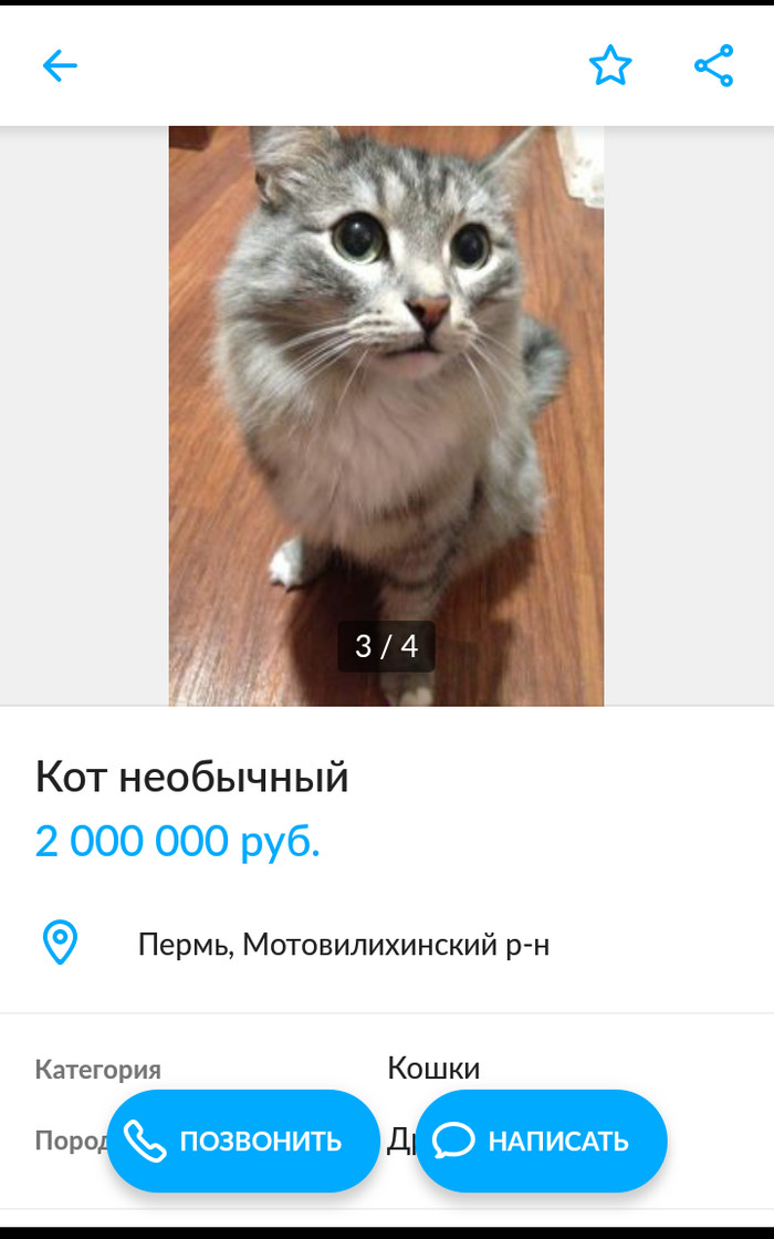 Кот необычный - Кот, Авито, Пермь, Длиннопост