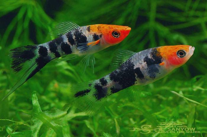 Swordtail Xiphophorus helleri var. Calico.
