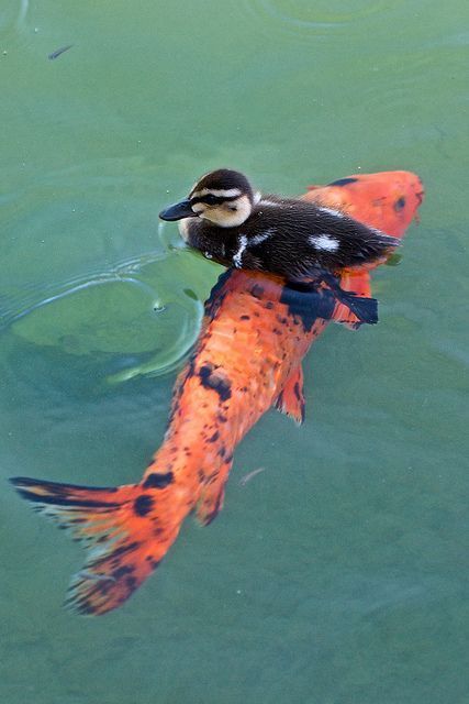 Но, но, но, мы катаемся давно))