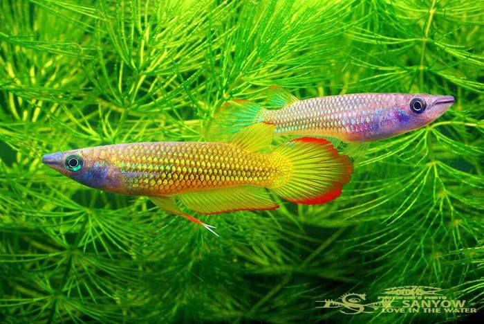 Aplocheilus lineatus