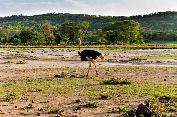 Рандомная География. Часть 39. Кения. География, Интересное, путешествия, рандомная география, длиннопост