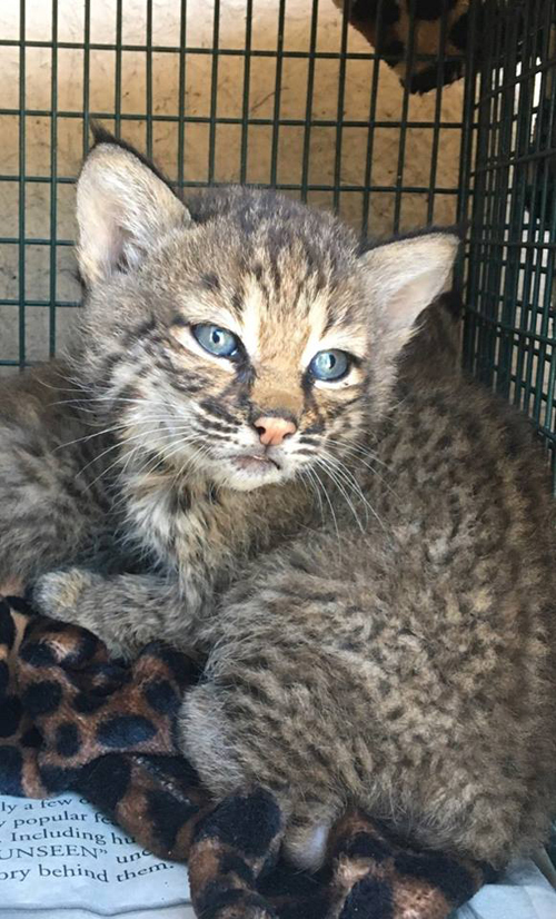 Lynx cubs mistaken for domestic kittens - news, USA, Animals, Lynx, Young, Longpost, Lynx