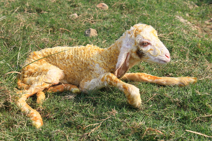 A newborn lamb looks like this - My, Lambing, Sheeps