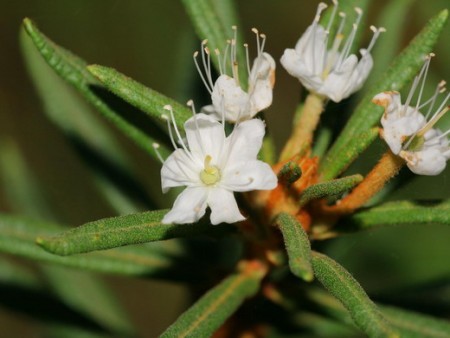 Ledum - forest rosemary - Food, Cooking, Spices, Bagulnik, reference, Directory, Longpost