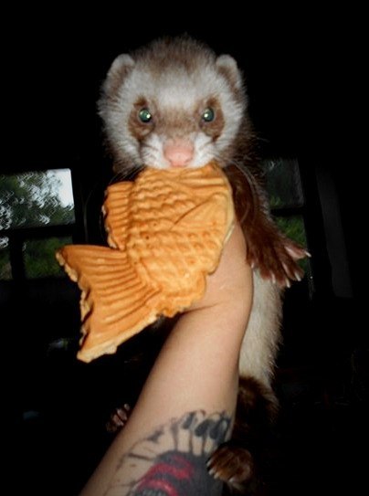 Должен тырить еду.