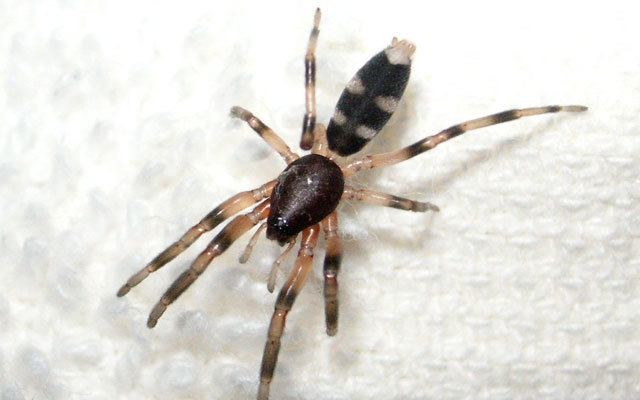 Unpleasant animals living in Australia or 8 reasons why don't we go to Siberia? - Animals, Insects, Longpost, Spider