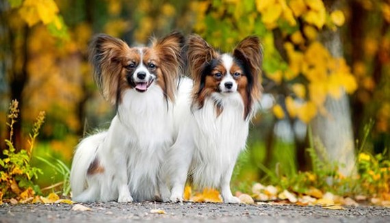 About breeds of dogs. - Dog, Longpost, Dog breeds, Decorative dogs, Video