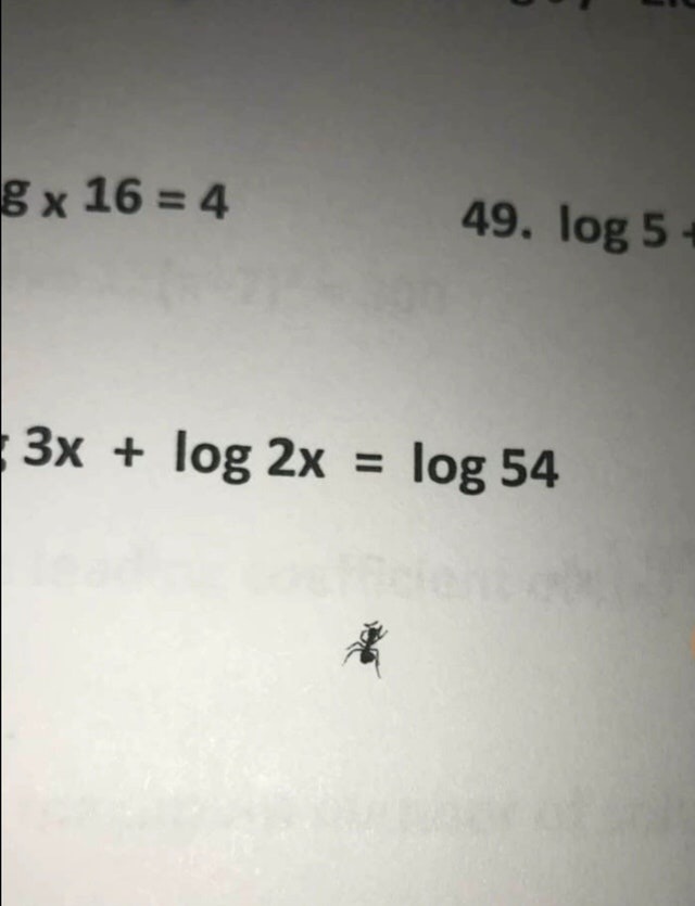 “Our teacher squashed an ant while making copies of our tests, now our exam flyers look like this.” - Reddit, Ants, Mathematics