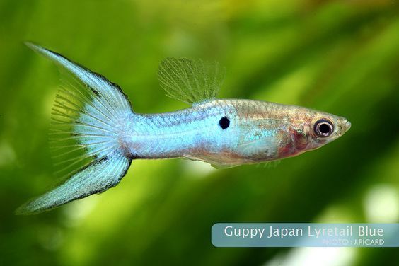 Japanese blue guppy - Guppy, Aquarium fish