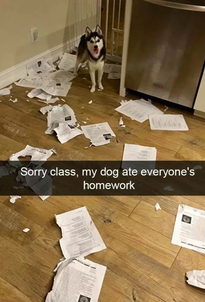 I'm sorry, but my dog ??ate all my homework. - Dog, Homework, 9GAG