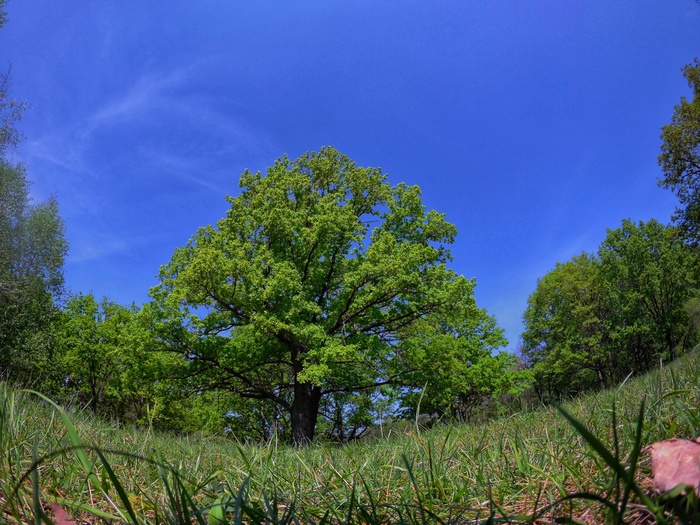 Oak green - My, The photo, Nature, Oak, Sjcam SJ6 legend