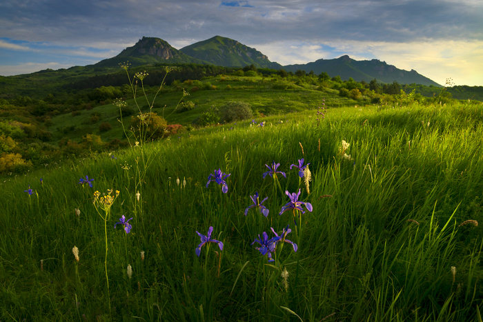 Iris meadow on Beshtau - My, Pyatigorsk, May, Irises, Beshtau, Morning
