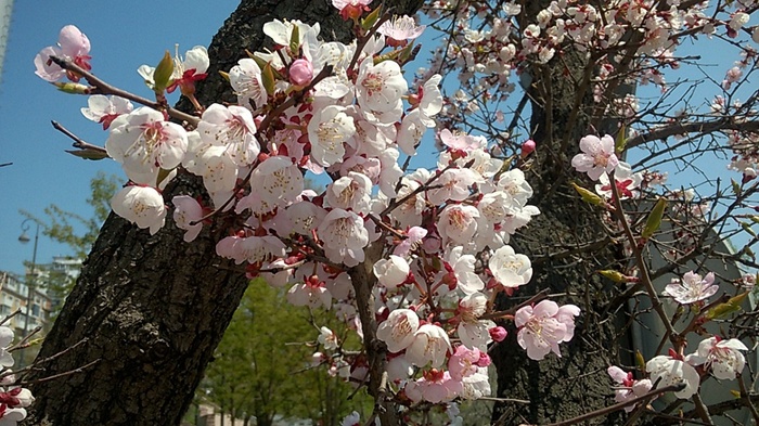 Just spring... - My, Spring, Flowers, Vladivostok