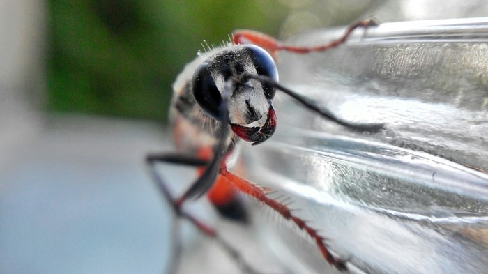 Insect - My, Insects, Macro photography