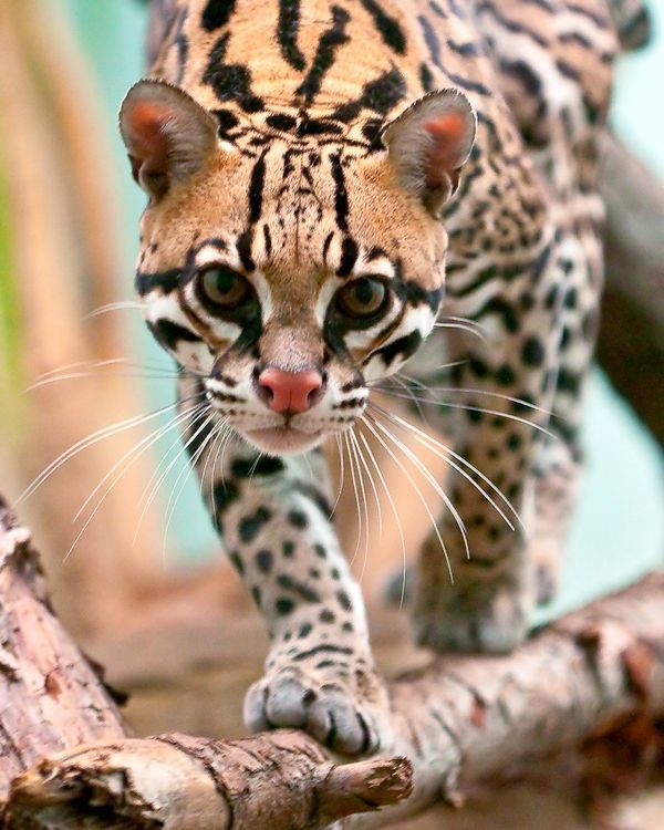 Ocelot is also a cat! - cat, Ocelot