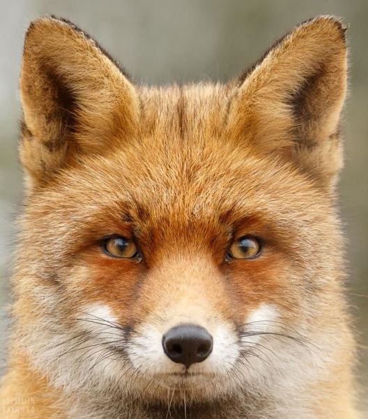 Look in my eyes! - Close-up, Fox, The photo