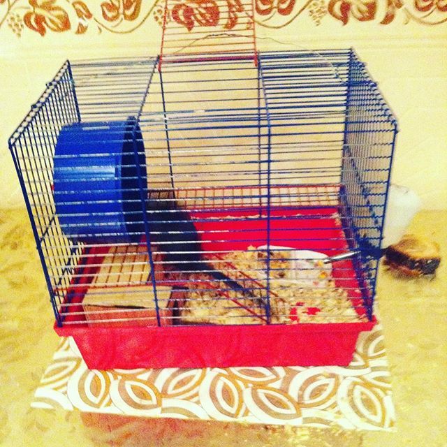 Bought the gerbils a new cage - My, Gerbil, In the house, I'm in the house