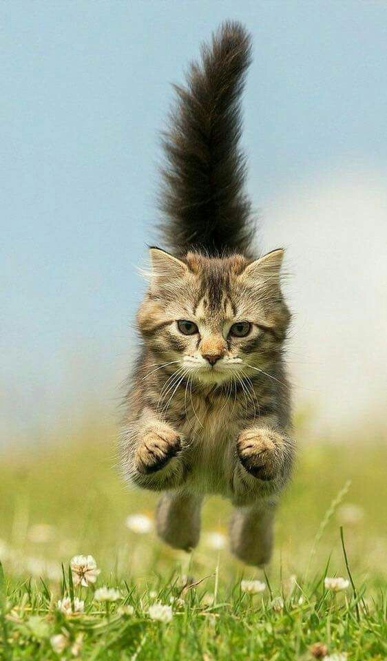 On takeoff - cat, Flight