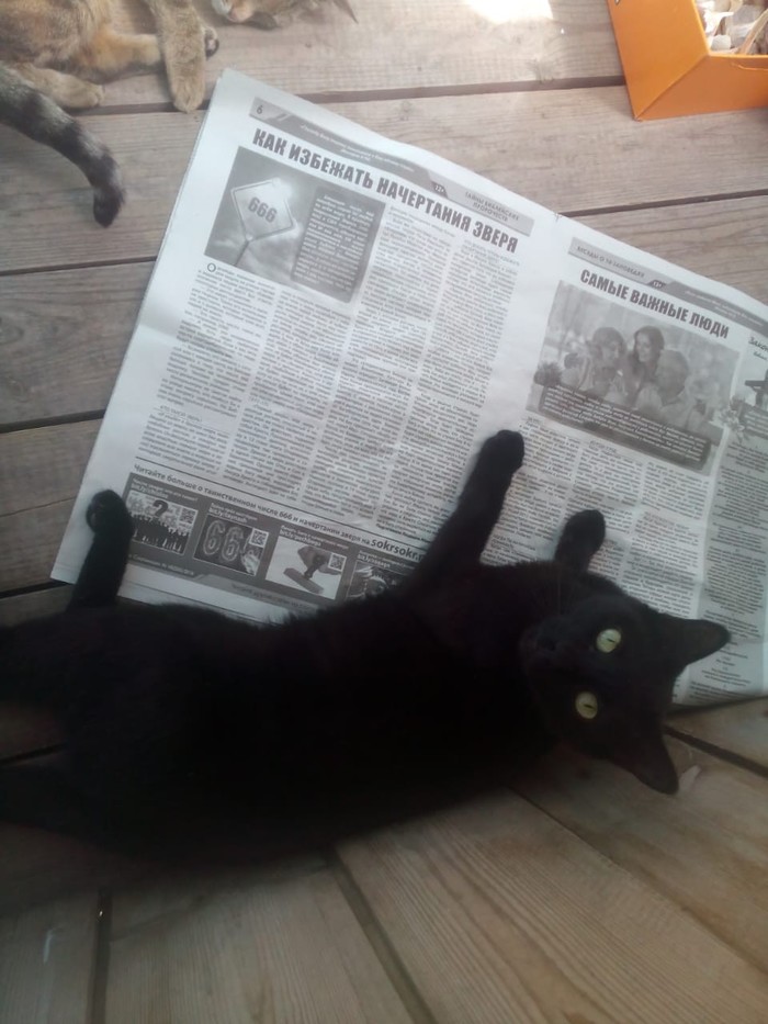 What is it that worries you, master? - My, cat, Newspapers, Rave