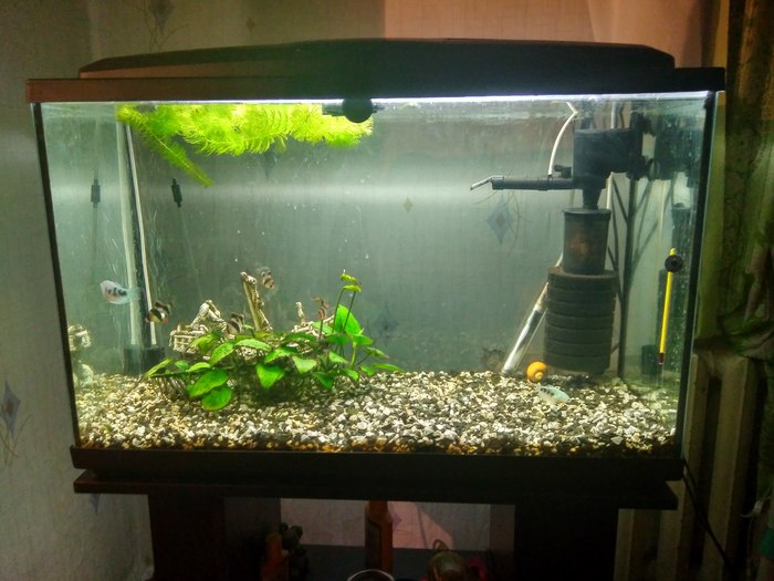 Мой аквариум.