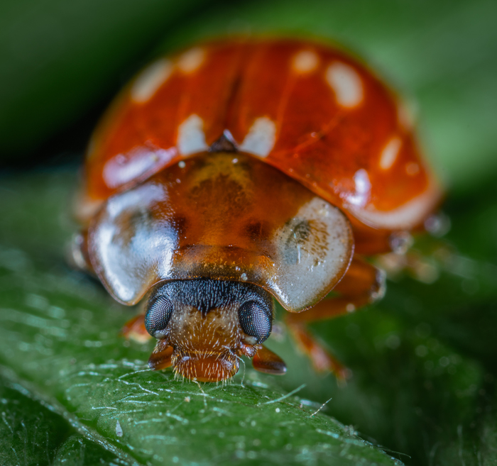 ladybug - My, Macrohunt, Жуки, , Macro, ladybug, Mp-e 65 mm, Macro photography
