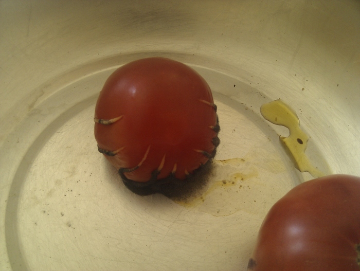 Looks like this tomato has a plan to take over the world - My, Tomatoes, 