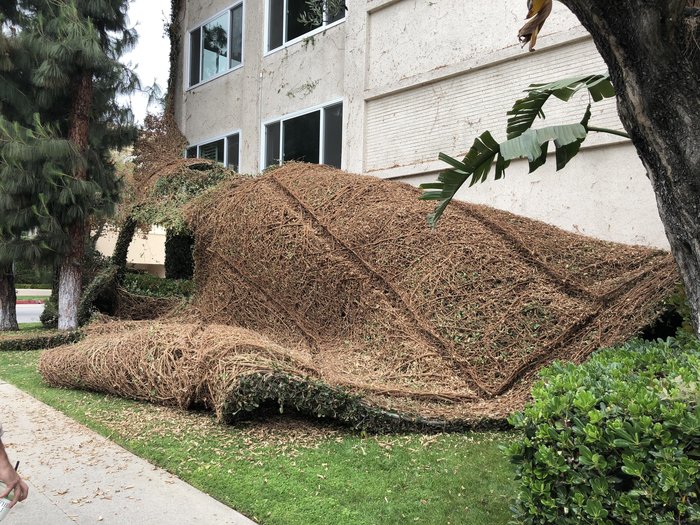 Grapevine fell off the wall - House, Grape, , Wall, Tearing off the covers