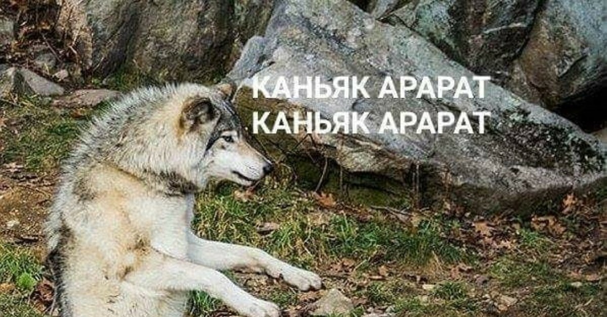 Хороший коньяк. | Пикабу