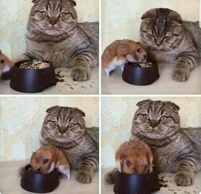 Когда она говорит, что не голодна, но может немножко попробует твою еду