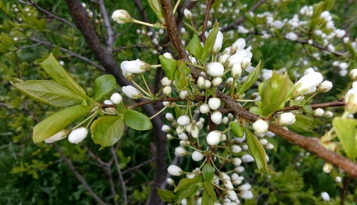 Siberia. Apple blossom waiting for the heat. - Ranetki, Flowers