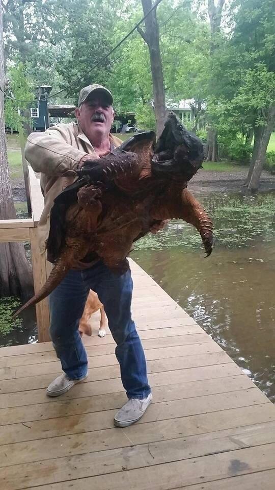 Giant vulture turtle. - Turtle, , Catch, Let go, The photo, Vulture turtle, Reddit