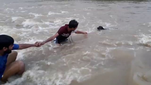 Rescuing a dog from a mud flood - Dog, Video, Animal Rescue, Потоп