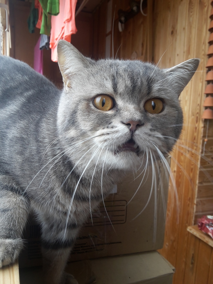 Твое лицо, когда узнал, что завтра тебе отрежут яйца!!!