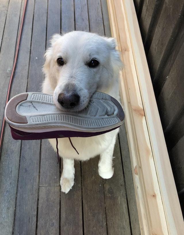 My dog ??always brings me shoes when I get home. - Dog, Animals, Pets, Milota, Reddit