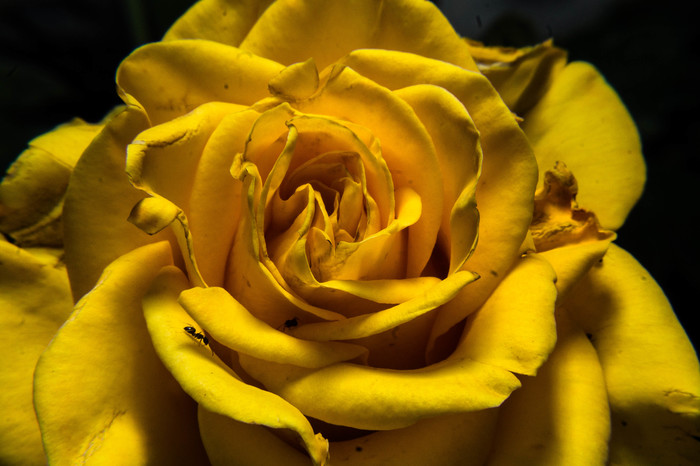 the Rose - My, the Rose, The photo, Canon, Magnifying glass