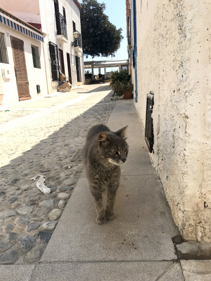 Уличный кот с острова Табарка