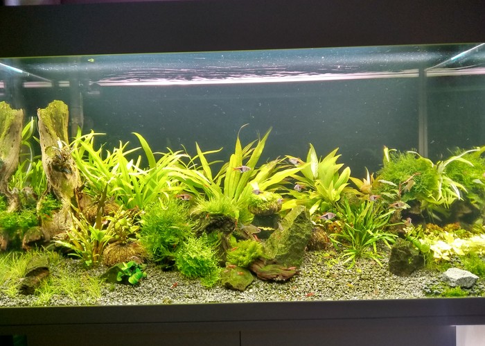 Moved to 150 liters. - My, Aquarium, Aquarium